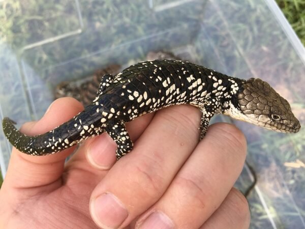 Abronia Deppii for Sale