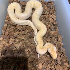 Albino Burmese Python for Sale
