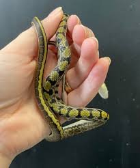 Beauty Rat Snake for Sale