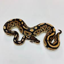 Black Pastel Ball Python for Sale