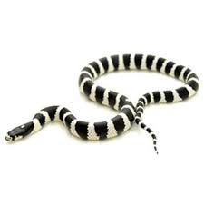 Black and White California King Snake for Sale