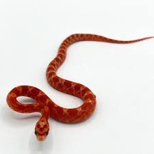 Blood Red Corn Snake for Sale