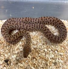 Children’s Python for Sale