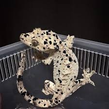 Gargoyle Gecko for Sale