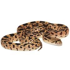 Gopher Snake for Sale