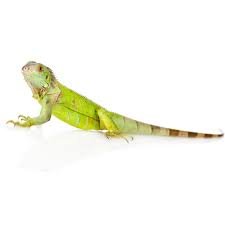 Green Iguana for Sale