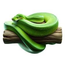 Green Tree Python for Sale