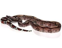 Guyana Red Tail Boa for Sale