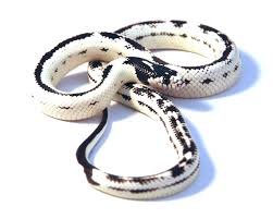 High White California King Snake for Sale