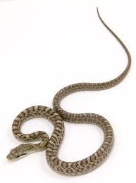 Japanese Kunishiri Rat Snake for Sale