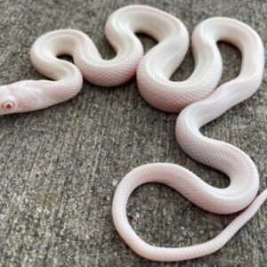 Leucistic Texas Rat Snake for sale