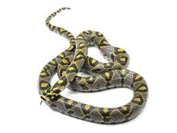 Mandarin Rat Snake for Sale