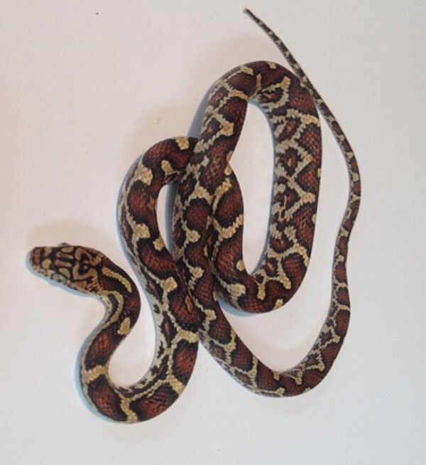 Mexican Rat Snake for Sale