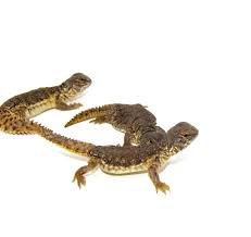 Moroccan Uromastyx for Sale