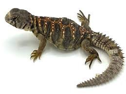 Ocellated Uromastyx for Sale