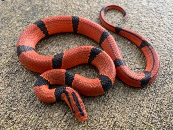 Red Mountain Bamboo Rat Snakes for sale