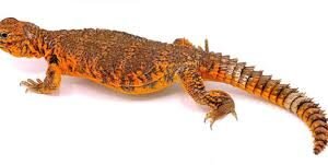 Red Niger Uromastyx for Sale