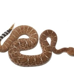 Red Rattlesnake for sale