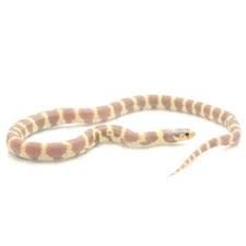 Ruby Eye Lavender King Snake for Sale