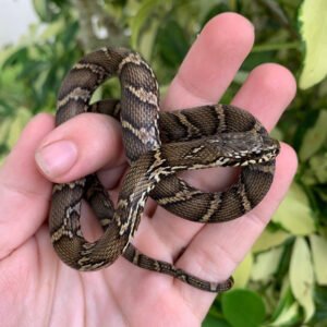 Russian Rat Snake for Sale