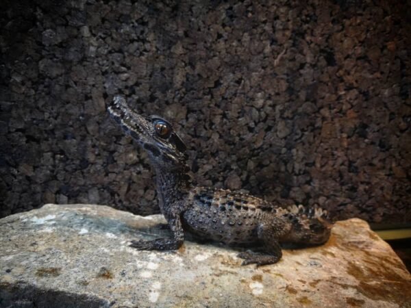 Smooth Fronted Caiman for Sale