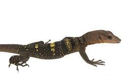 Spiny Necked Monitor for Sale