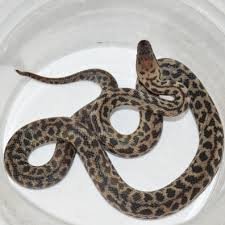 Spotted Python for Sale