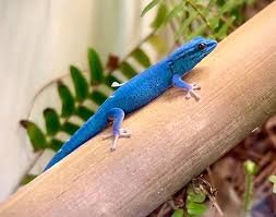 Williams Blue Cave Gecko for Sale
