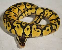 Yellow Bellied Ball Python for Sale