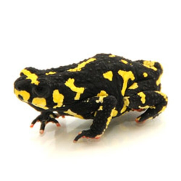 Bumble Bee Toad for Sale