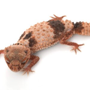 Banded Knob Tailed Gecko for Sale