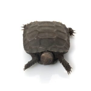 Burmese Mountain Tortoise for Sale