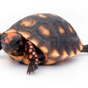 Cherry Head Red Foot Tortoise for Sale