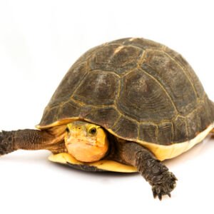 Chinese Box Turtle for Sale