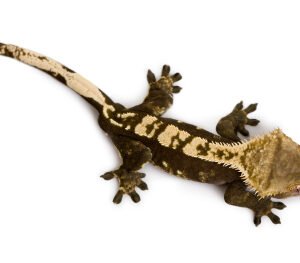Crested Gecko for Sale