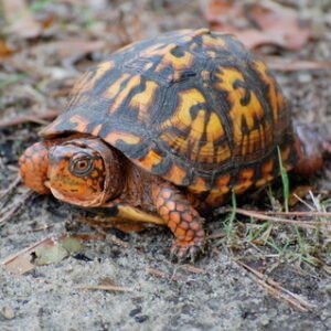 Eastern Box Turtle for Sale