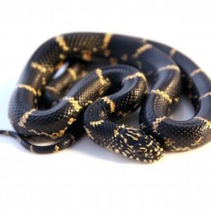 Eastern Chain King Snake for Sale
