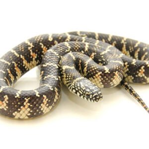 Florida King Snake for Sale