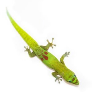 Gold Dust Day Gecko for Sale