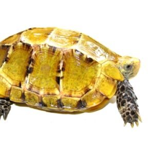 Impressed Tortoise for Sale