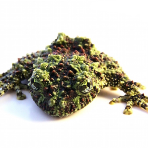 Mossy Frog for Sale