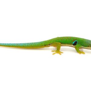 Peacock Day Gecko for Sale