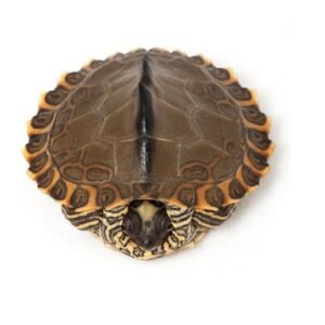 Pearl River Map Turtle for Sale
