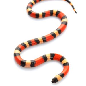 Pueblan Milk Snake for Sale