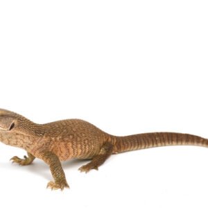 Savannah Monitor for Sale