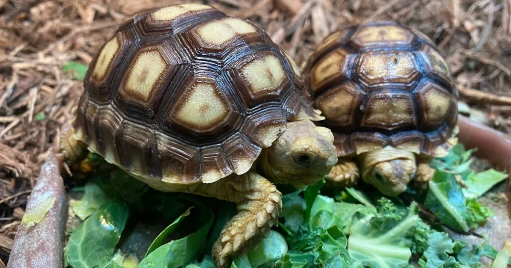 Sulcata Tortoise Care: The Ultimate Guide