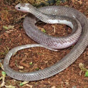 Pied Indonesian Spitting Cobra for sale