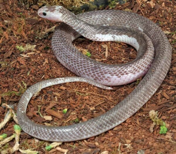 Pied Indonesian Spitting Cobra for sale