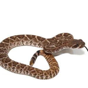 Western Diamondback Rattlesnake for sale