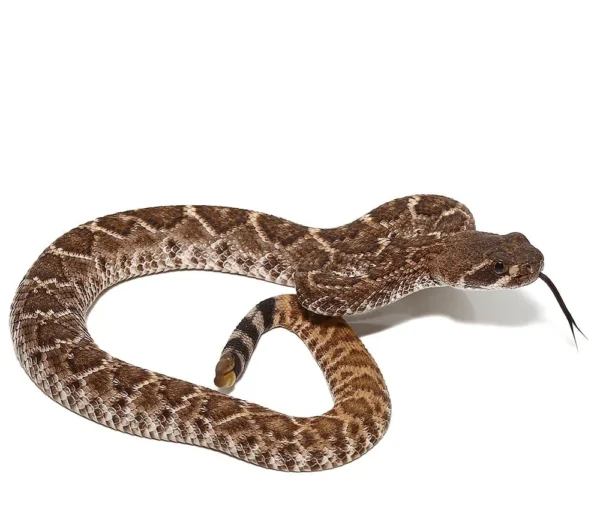 Western Diamondback Rattlesnake for sale
